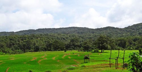 Paddy Laukas, Kalvos, Kraštovaizdis, Vakarų Gatas, Karnataka, Indija