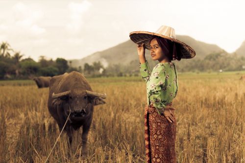 Paddy Laukas, Mergaitė, Vakarų Sumatra, Indonezija, Kaimo Mergaitė, Ūkio Mergina, Gadis Desa, Minangkabau