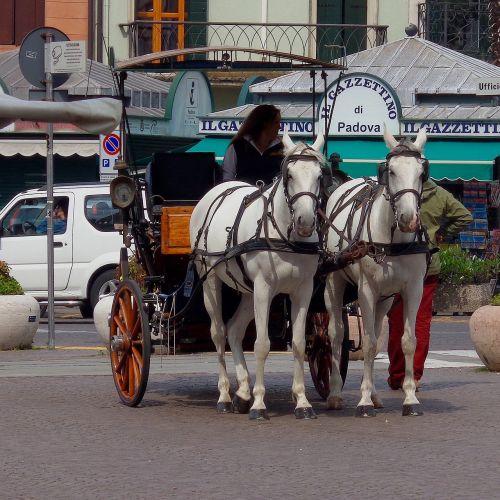 Padova, Piazza, Centro, Italy, Vilkikas, Arkliai, Veneto