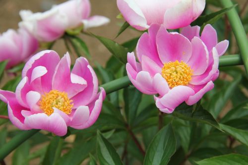 Paeonia Lactiflora, Pikonija, Gėlės, Japonija