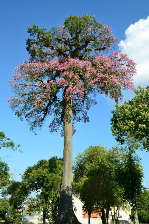 Žydintis Medis, Ceiba Speciosa, Curitiba, Paraná, Royalty Free