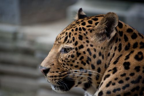Pairi Daiza, Panther, Puma, Leopardas