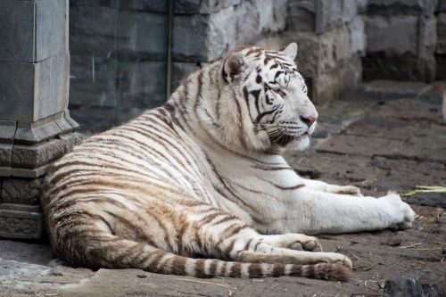 Pairi Daiza, Baltasis Tigras, Laukiniai, Plėšrūnas, Zoologijos Sodas