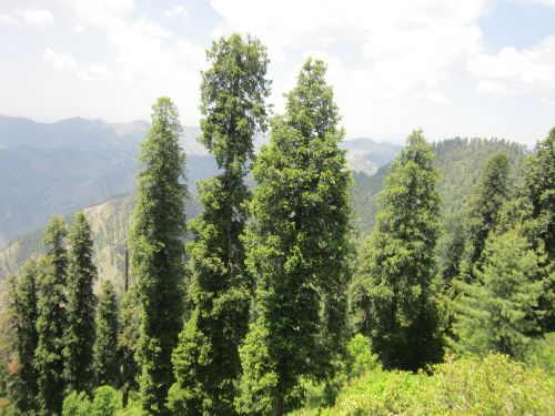 Pakistanas, Gamta, Miškas, Medžiai, Spygliuočiai, Eglės
