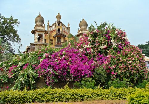 Rūmai, Spire, Bugenvilija, Jamkhandi, Karnataka, Indija, Gėlės