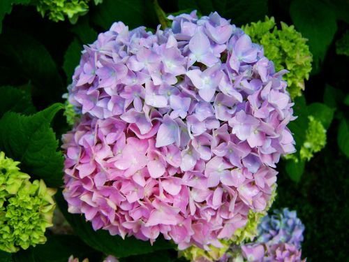 Blyškiai Violetinė Rožinė Hortenzija, Gėlių Sodas, Vasaros Gėlė