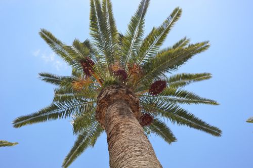 Delnas, Palmių Vaisiai, Egzotiškas