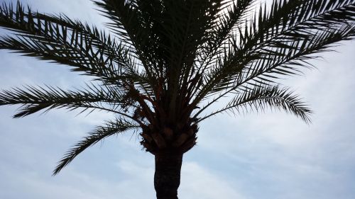 Delnas, Palma De Maljorka, Palmių Lapai