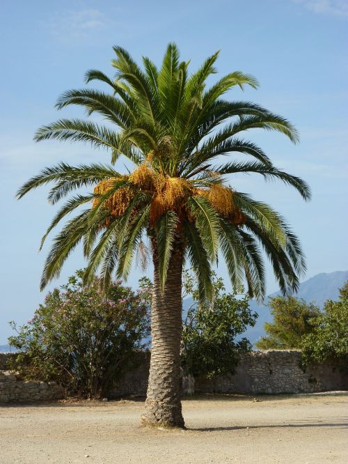 Delnas, Viduržemio Jūros, Egzotiškas, Šventė, Korsika