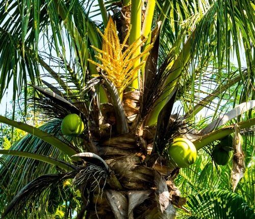 Delnas, Kokoso Medis, Kokoso, Palmių Žiedas