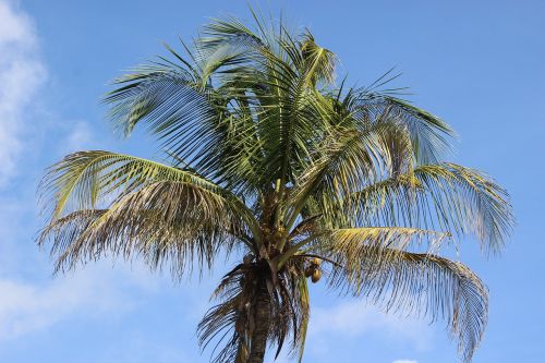 Delnas, Kokoso, Kokoso Medis, Maistas, Kokosai, Tropikai, Karibai, Mityba
