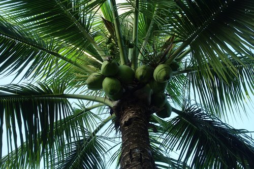 Palmių,  Medis,  Tropical,  Vasara,  Pobūdį,  Surinamas
