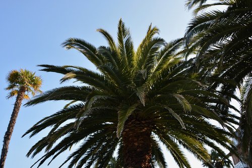 Palmių,  Palmė,  Medis,  Pobūdį,  Žalia Lapija,  Dekoratyvinis Medis