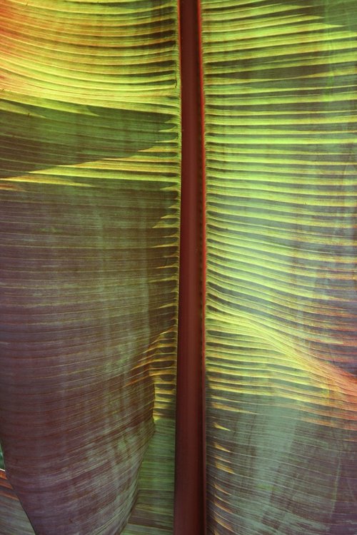 Palmių,  Palmių Lapų,  Lapų,  Multi-Colored,  Iš Arti