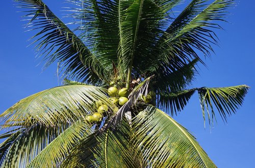 Palmių,  Mėlyna Pērļains,  Kokosus