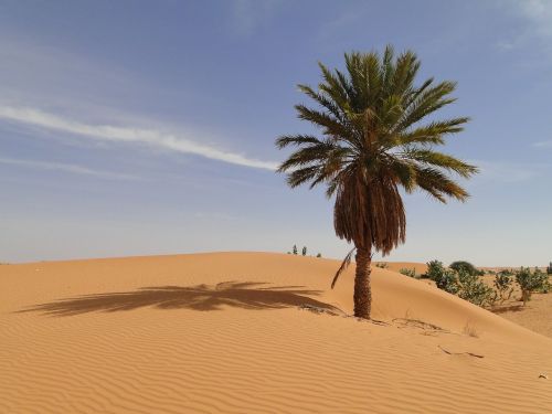 Delnas, Dykuma, Mauritanija