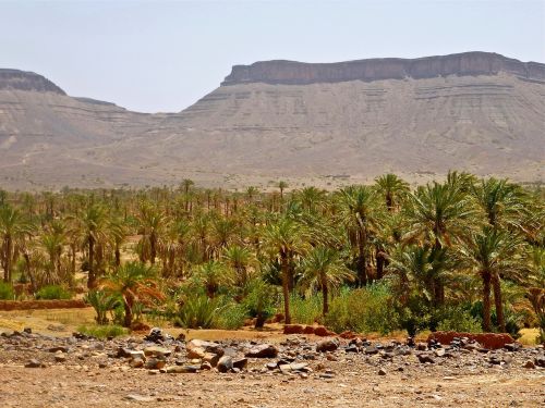 Palmių Giraitė, Marokas, Kraštovaizdis, Afrika, Marroc, Gamta