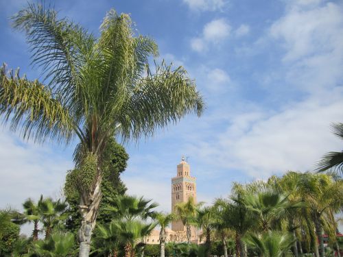 Palmė, Marrakechas, Marokas