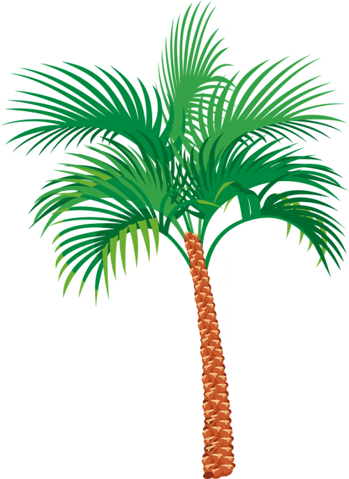 Palmė, Egzotiškas, Atostogos, Atogrąžų, Augalas, Vasara, Papludimys, Nemokama Vektorinė Grafika
