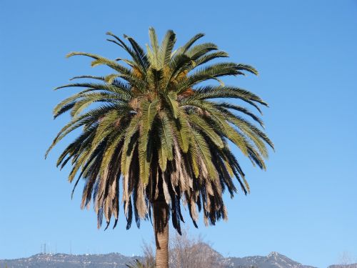 Palmė, Medis, Mėlynas Dangus, Gamta, Kalifornija, Delnas, Dangus, Los Andželas