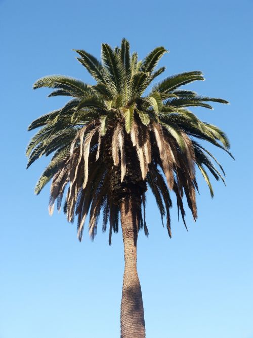 Palmė, Medis, Mėlynas Dangus, Palmių Medis, Delnas, Kalifornija