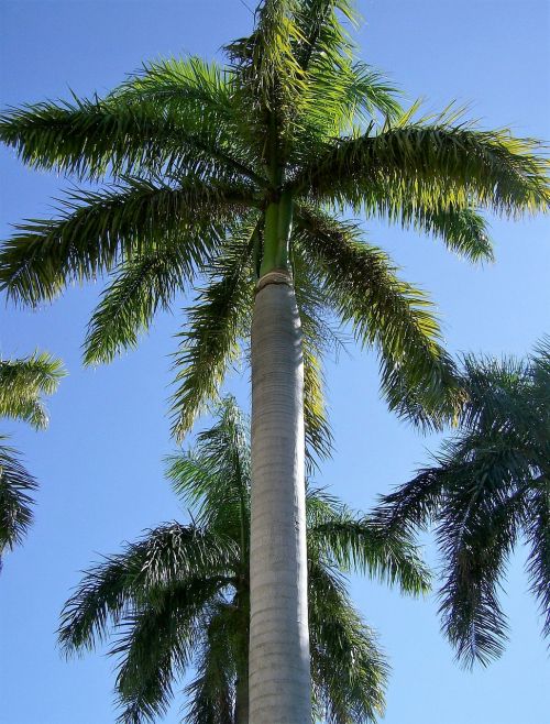Palmė, Medis, Atogrąžų