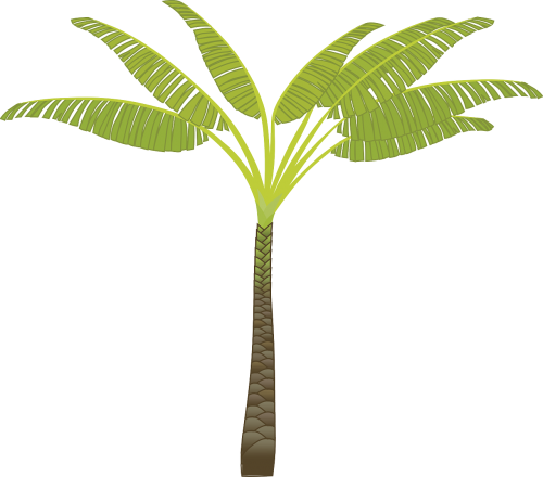 Palmė, Palmių Lapai, Augalas, Medis, Džiunglės, Delnas, Lapai, Bagažinė, Sala, Egzotiškas, Nemokama Vektorinė Grafika