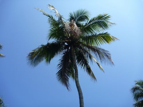 Palmė, Mėlynas, Dangus, Lapai, Rojus, Atogrąžų, Sala, Šventė, Ramus, Egzotiškas, Karibai, Tropikai, Atostogos, Gamta