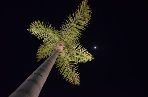 Palmė, Nocturne, Mėnulis