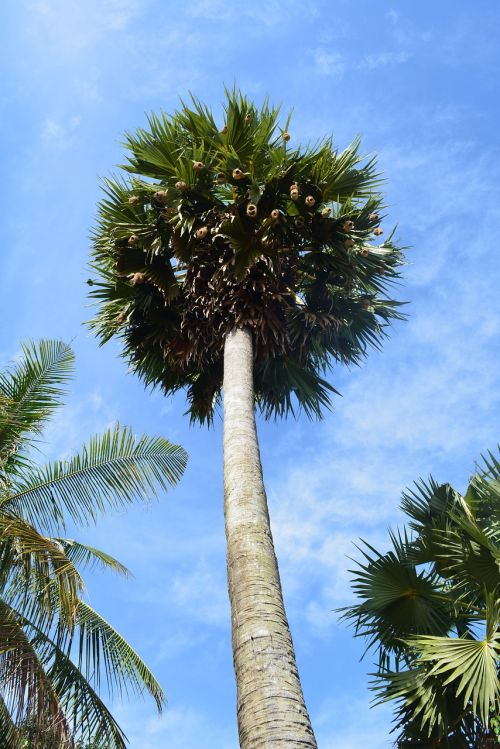 Palmė, Medis, Atogrąžų, Vasara, Delnas, Kokoso, Augalas, Kraštovaizdis, Palmių Medis, Mėlynas, Khmer, Kambodža, Debesis, Dangus