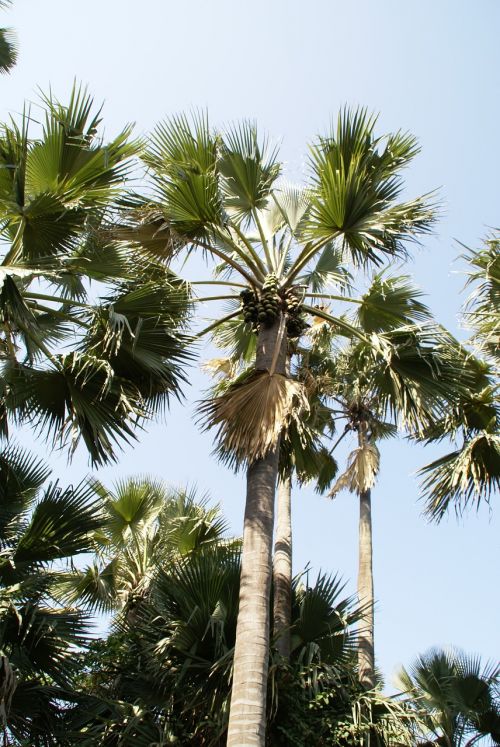 Palmė, Atogrąžų, Gambia, Šventė