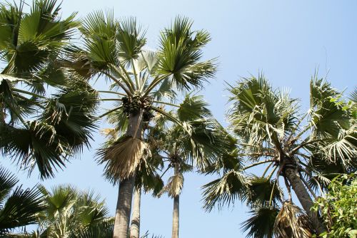 Palmė, Atogrąžų, Gambia, Šventė