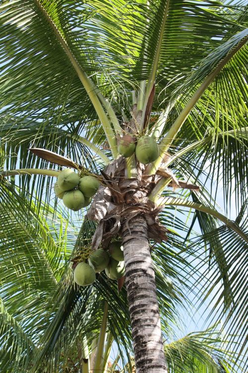 Palmė, Augalas, Kokoso