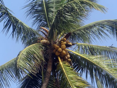 Palmė, Palmių Lapai, Kokoso, Delnas, Kokos Nucifera, Medis, Indija