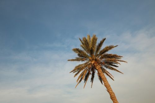 Palmė, Dangus, Sala