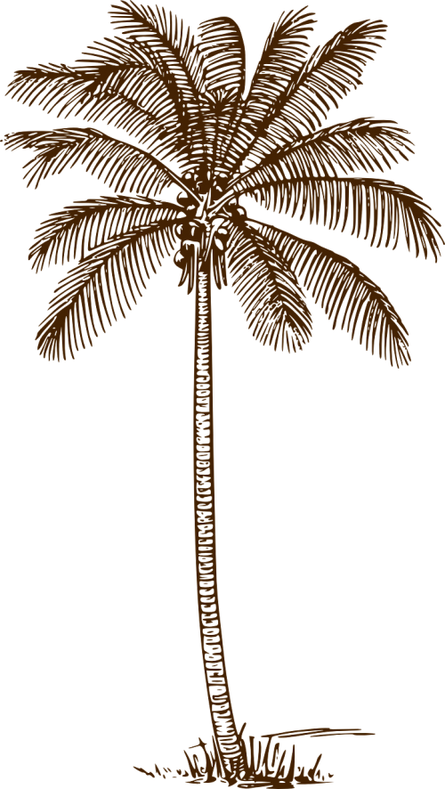 Palmė, Kokoso Palmių, Delnas, Medžiai, Kokoso, Nemokama Vektorinė Grafika
