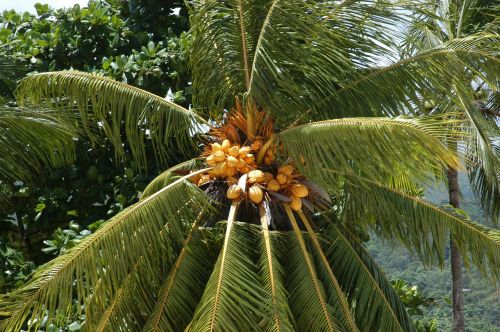 Palmė, Atogrąžų, Medis, Tropinis Klimatas, Kokoso Palmių Medis, Kokosai, Atostogos