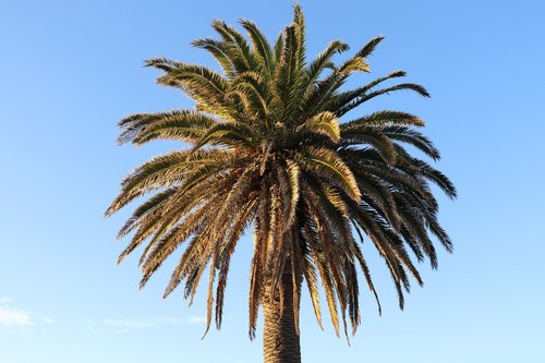 Palmė,  Mėlynas Dangus,  Papludimys