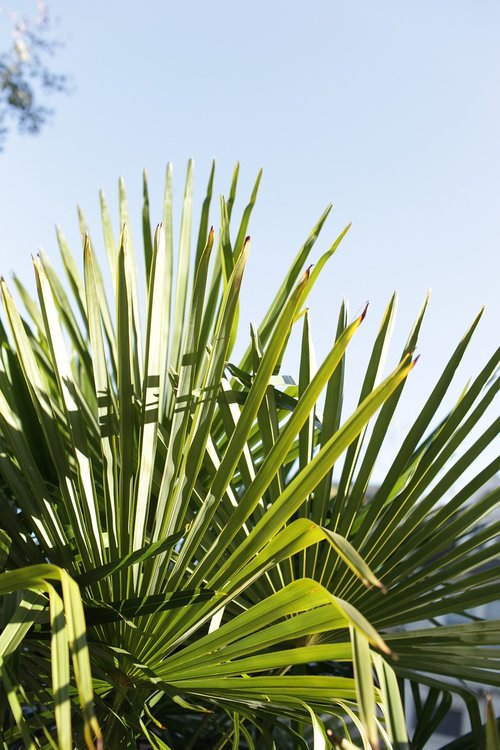 Palmė,  Palmių Lapų,  Tropical,  California,  San Franciskas