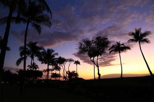 Palmė, Saulėlydis, Siluetai, Hawaii