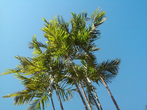Palmė,  Atogrąžų,  Mėlynas Dangus