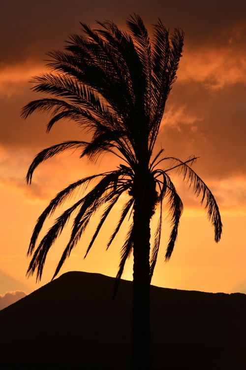 Palmė, Gamta, Saulėlydis, Lapai, Spalvos, Medis, Atmosfera, Fuerteventura, Kelionė, Šventė
