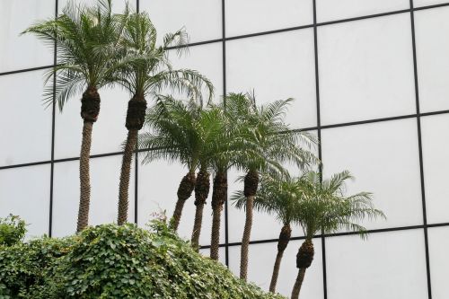 Palmės, Stiklo Fasadas, Architektūra, Miami, Dangoraižis, Florida, Abstraktus