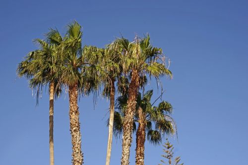 Palmės, Dangus, Mėlynas, Debesuota, Vasara, Lanzarote