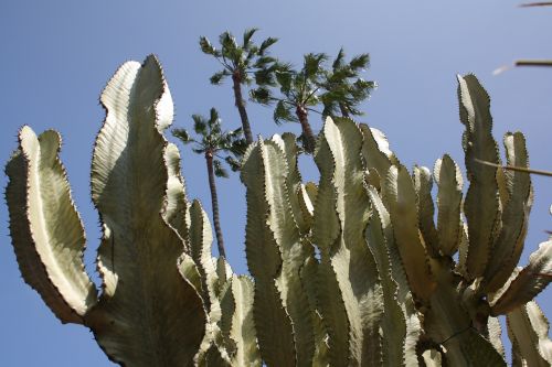 Palmės, Kaktusas, Senamiesčio Rinka, San Diego, Usa, Kalifornija