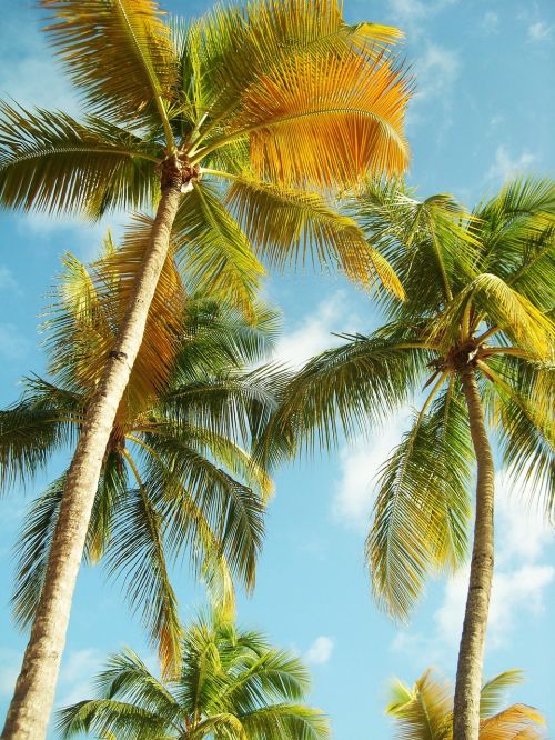 Palmės, Gvadelupa, Papludimys, Mėlynas Dangus, Karibai, Kokoso, Žalias, Geltona, Šventė, Kelionė, Egzotiškas, Atogrąžų