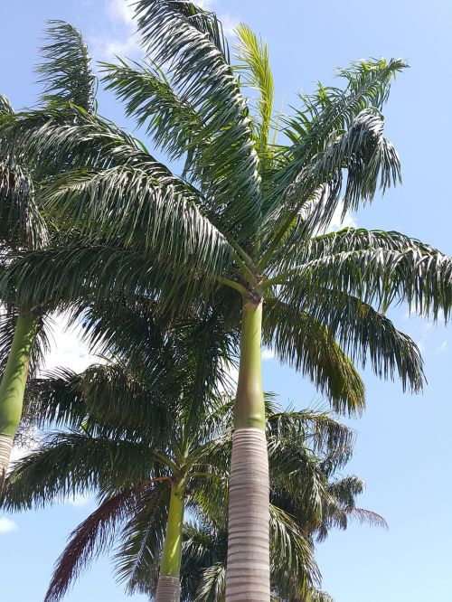 Palmės, Dangus, Zanzibaras, Atogrąžų