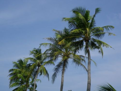 Palmės, Maldyvai, Kuredu, Egzotiškas