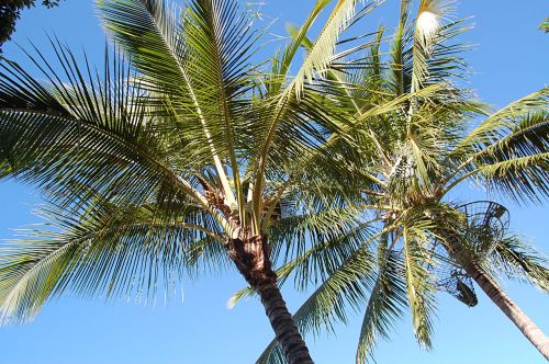 Palmės, Vasara, Australia, Girnas
