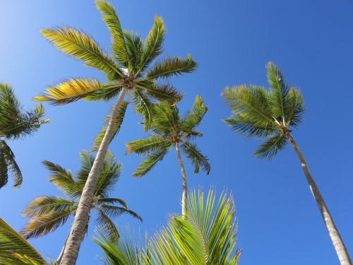 Palmės, Karibai, Dominikos Respublika, Šventė, Rojus